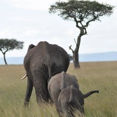 Fun Zoo Learning Resources