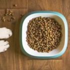 Free Dog and Cat Food