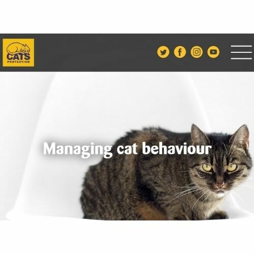 Free Guides on Cat Behaviour