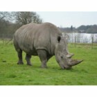 Free Entry to Knowsley Safari for Carers