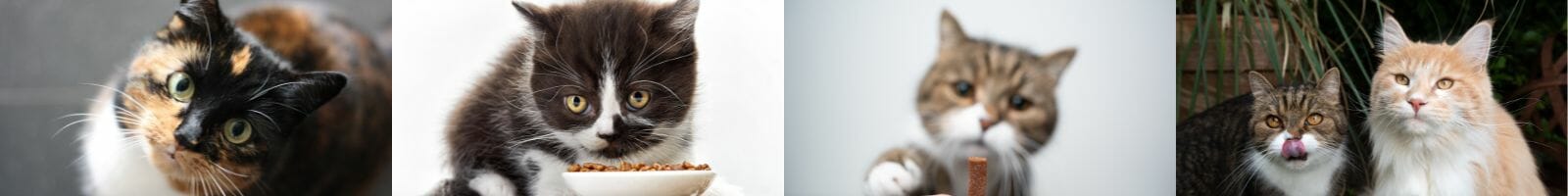 free cat treats free cat treats