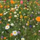Free Pack of Wildflower Seeds