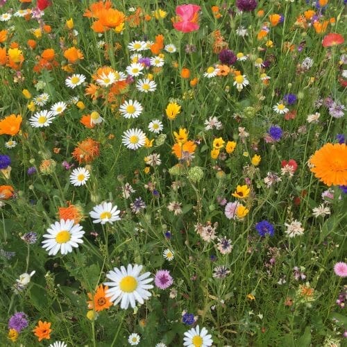 Free Pack of Wildflower Seeds