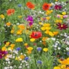 Free Sachet of Wildflower Seeds