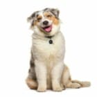 Free Smart Tag for Pets