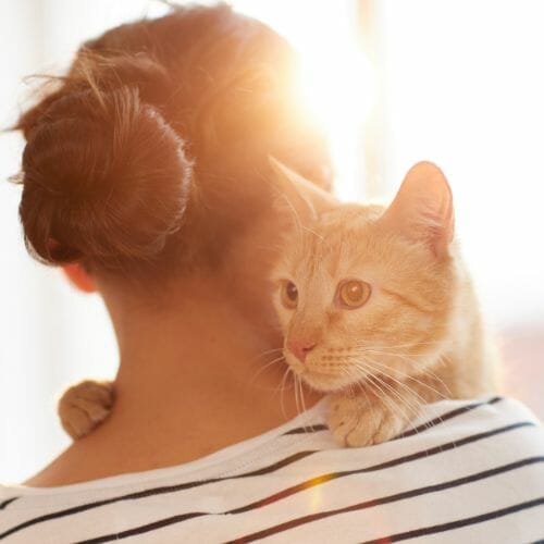 Free Cat Guardians Guide from Cats Protection