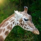 Free Drive-Through Safari Park Tickets for Dads