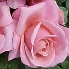 Saga rose