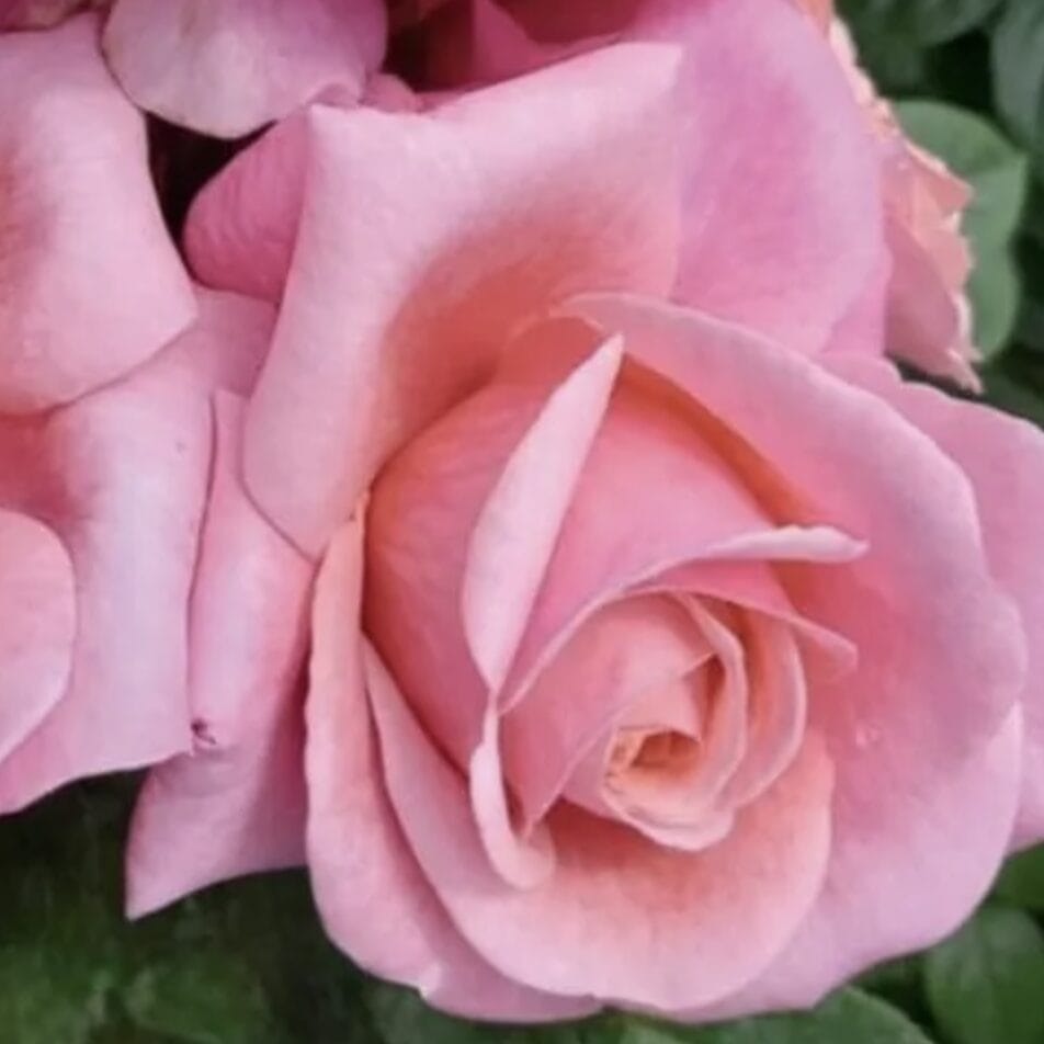 Saga rose